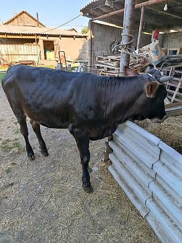 Продам с/х животных: Продаю | Бык (самец) | На откорм | Привязанные — 1