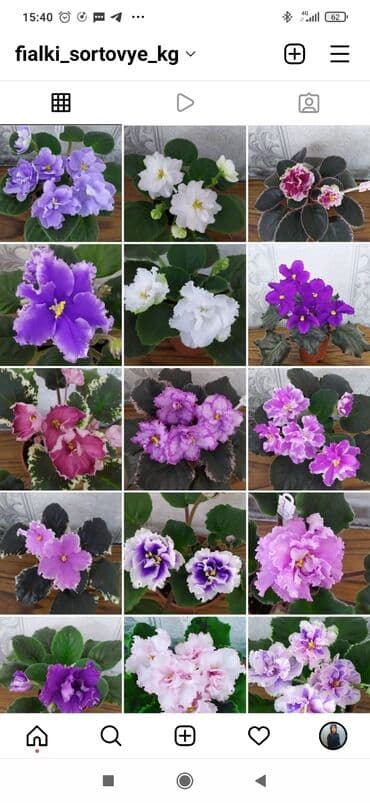 Фиалки! фиалки! фиалки! Продажа фиалочек! Все фиалочки только