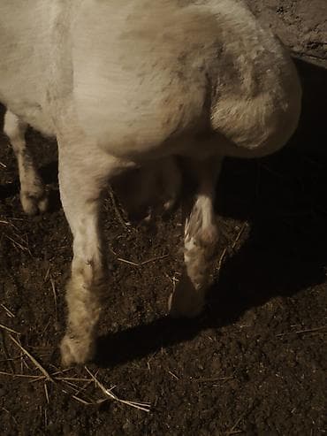 кангал щенок купить: Продаю | Баран (самец) | Арашан | Для разведения — 3