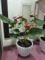 кастрюля большая: Спатифиллум (Spathiphyllum) в декоративном кашпо - Крупный, густой — 23