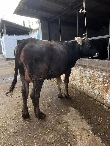 кобыла жеребая: Продаю | Корова (самка) | Для молока | Стельные — 9