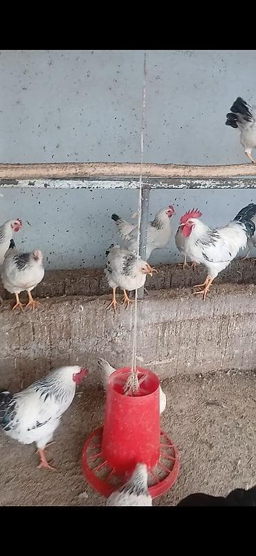 Продаю | Куры | Для разведения