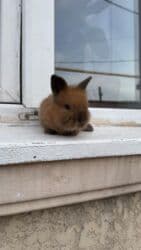 декоротивный кролик: Кролик с окрасом, сочетающим белый и светло-коричневый цвета. Обладает — 3