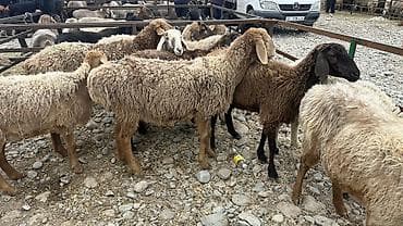 Продам с/х животных: Продаю | Овца (самка) | Для разведения | Ярка — 2