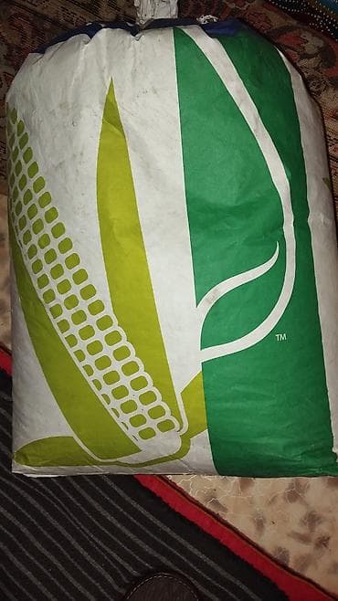 продаю кобылу: Семена кукурузы Syngenta, гибрид SY Miami - Сертифицированные семена — 1