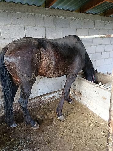 Продаю | Кобыла (самка) | Рабочий