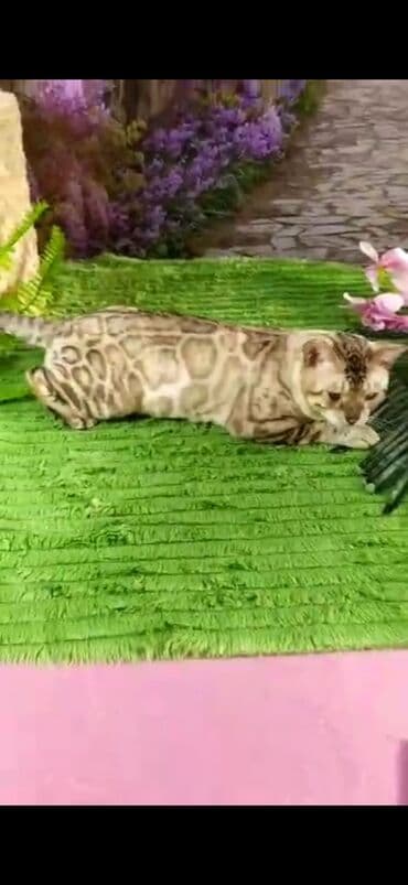 рэгдолл цена бишкек: Бенгал, 2 жаш, Эркек, Ак, Бычылган, Лотокко барууга үйрөтүлгөн, Курттардан тазаланган — 16