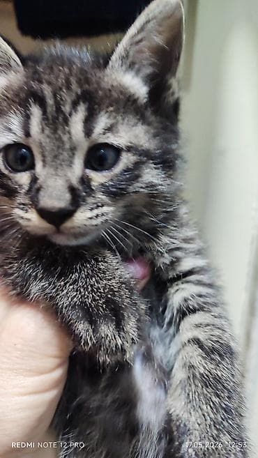 котята в караколе: Продаю котят 1,5 мес. кушают сами, 3шт. 500 сом — 3