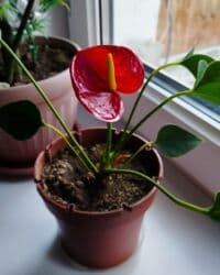 растения для аквариума: Древовидный алоэ лечебное, 3 года - 200 сом. Тигровый Алоэ, не — 10