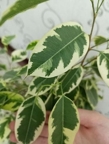 фикусы: Фикус Бенджамина вариегатный (Ficus benjamina) в декоративном белом — 2