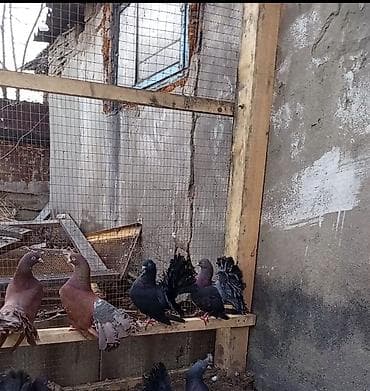 сетка для попугай: Павлины-голуби (декоративные) цена за пару 2500 тыс сом обращаться по — 2