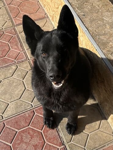 кангал собака цена: Восточноевропейская овчарка, 6 месяцев, Самка, С прививкой — 2