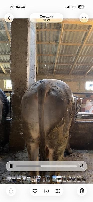 животные собаки: Продаю | Бык (самец) | Швицкая | На откорм | Привязанные — 8