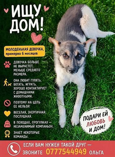 продажа щенков: Щенок- примерно 6 мес.девочка Небольшого размера, подвижная, отлично — 1