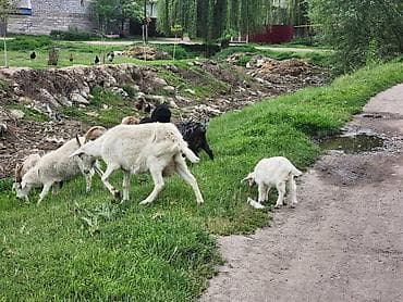 купить овец: Продаю | Коза (самка) | Зааненская | Для молока — 3