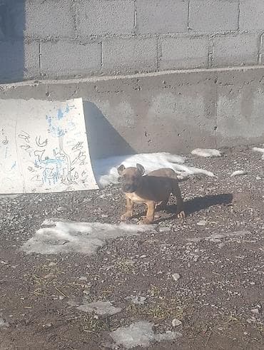 шпиц даром ташкент: Продаю щенка Самец порода: пидбуль 1, 5 месяца Отец мать есть могу — 6