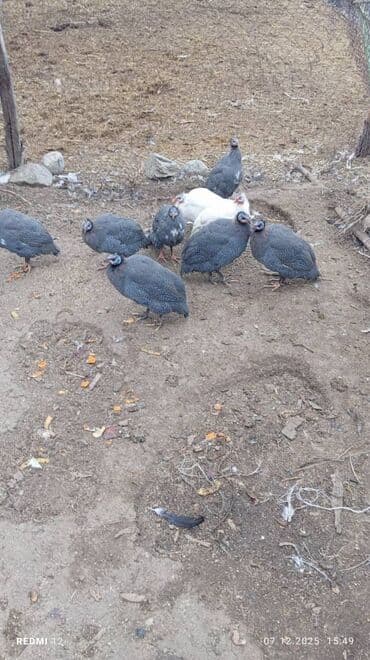 Ламинат: Цесари — молодняк и подросшие птицы - Породы/окрас: жемчужные (серые в — 2