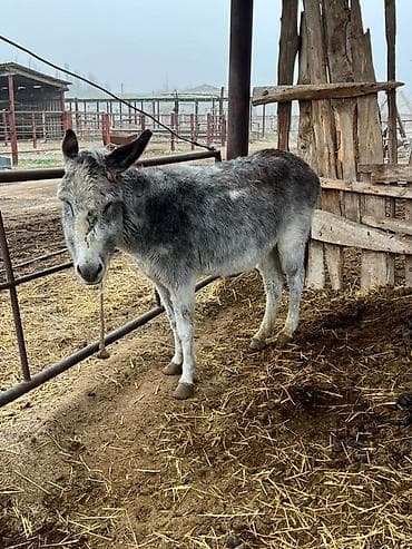 вязка котов: Осёл (серо-пёстрый, короткошёрстный) - Вид: домашний осёл - Окрас — 2