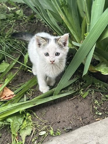 Котята мальчишки и одна девочка Отдадим в добрые руки ДОСТАВИМ по