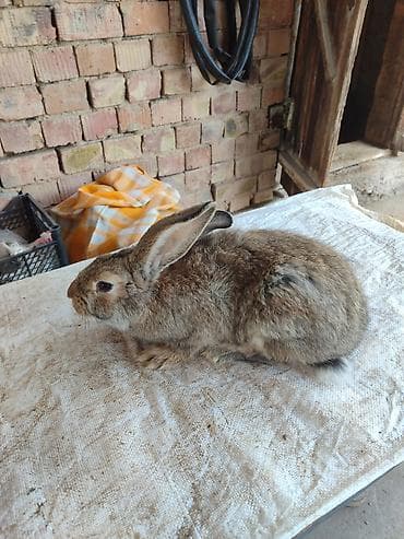 Животные: Продаю | Крольчиха (самка) | Серый великан | Для разведения | Племенные — 8