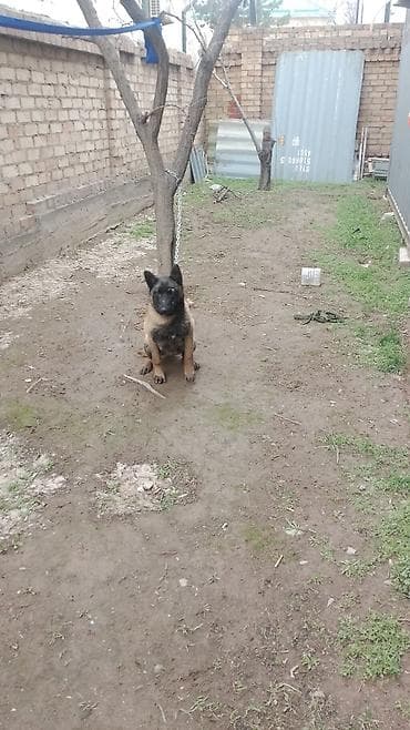 маламут собака цена: Bilginiski malinuva Описание: - Активная, внимательная собака с — 4