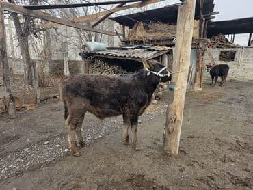 купить медогонку: Продаю | Музоо, торпок | На откорм | Привязанные — 6