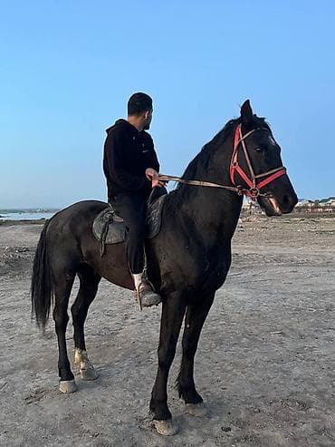 Продаю | Жеребец | Конный спорт at lalafo.kg Продаю | Жеребец | Конный спорт