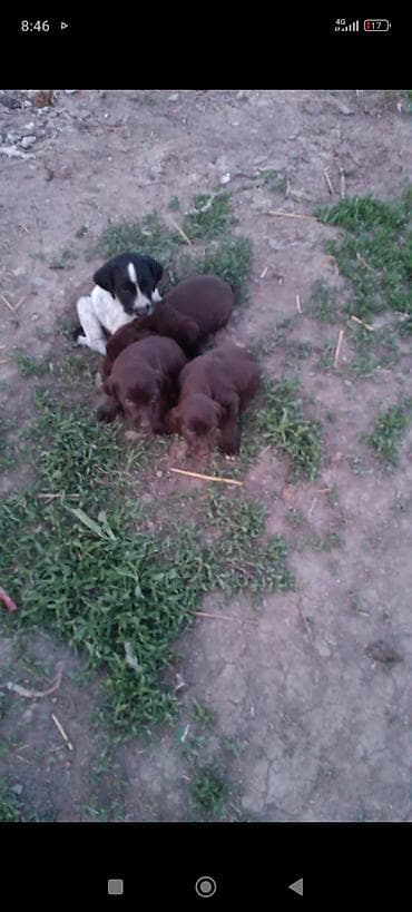 Охотничий кучктор сатылат 2000сомдон чалгыла