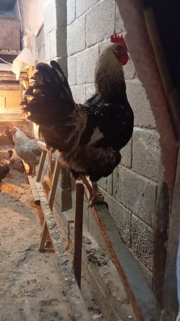 куры доминанты: Продаю | Куры | Для разведения — 3