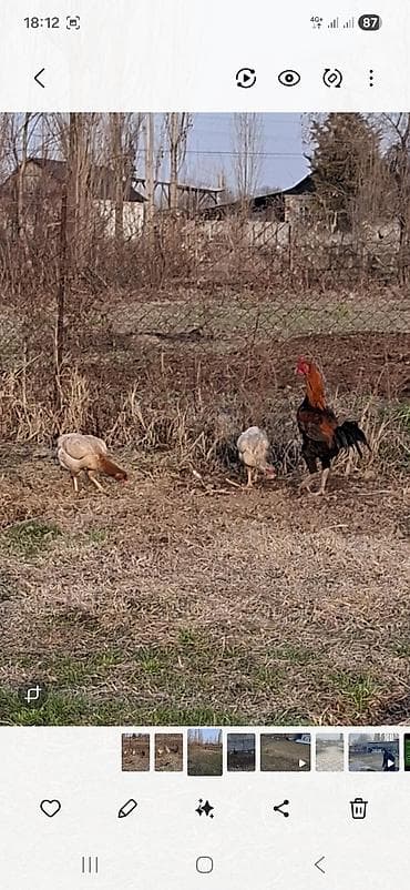 малек сазана купить: Продаю | Куры | Бойцовая | Для разведения — 2