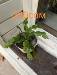 туалетный столик с подсветкой бишкек: Комнатные цветы по оптовым ценам — 9