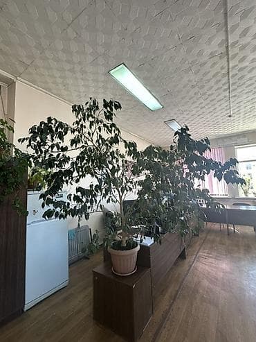 Бөлмө өсүмдүктөрү: Крупное комнатное растение — фикус Бенджамина в напольном горшке — 1