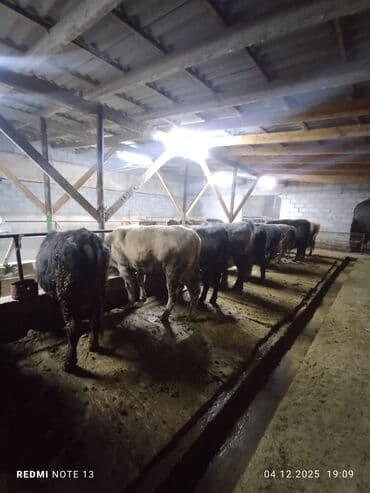 купить собаку маленькой породы: Продаю | Бык (самец) | Полукровка | На откорм | Привязанные — 5