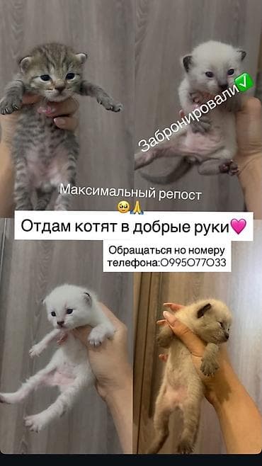 шотландский кошки: Кошка даром: Сиамская, 1 месяц, Девочка, Метис — 1