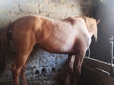 жеребая: Продаю | Жеребец — 2