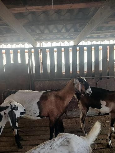 ит нарын: Сатам | Эчки (ургаачы) | Нубий | Көбөйтүү үчүн | Асыл тукумдуу — 2