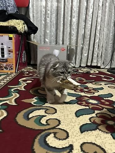 животные котята: Шотландский вислоухий котёнок. Малыш с мягкой пушистой шерстью — 3