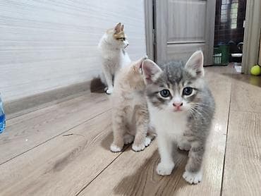 отдам бесплатно котенка: Котята - Возраст 1,5 месяца - Характер: ласковые, любопытные — 3