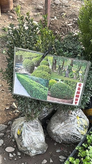 Тюльпан: Саженцы и рассада декоративных и плодовых культур. Ассортимент по — 3