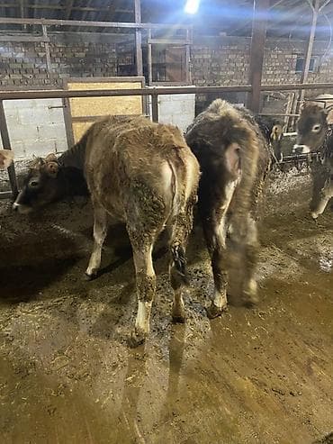 Птицы: Продаю | Бык (самец) | Полукровка | На откорм | Привязанные — 4