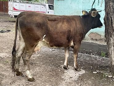 продать цыплят брамы: Продаю | Корова (самка) | Швицкая | На откорм — 9