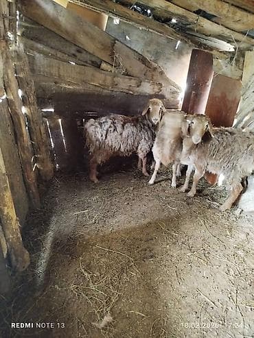 Продаю | Баран (самец) | Для разведения