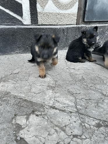 собаки тайган: Щенки, похожие на немецкую овчарку - Окрас: черно-подпалый — 1