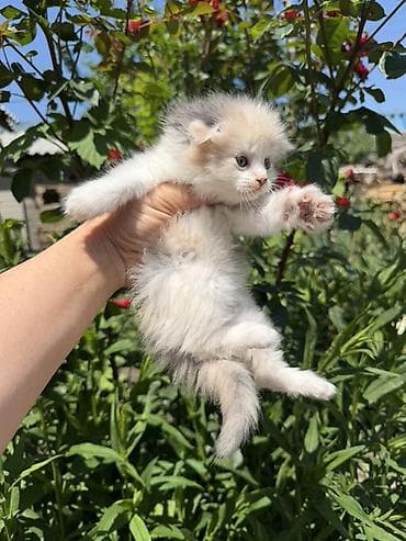 Кошки: Скотиш Фолд (Шотландская вислоухая), 2 месяца, Девочка, Приучена к лотку — 4