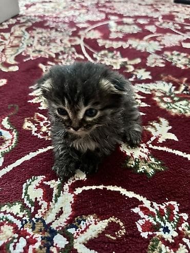 вора: Котята, помёт из 4 малышей, отдам даром - Возраст: примерно 4–6 — 2