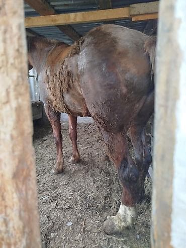 породистые кошки бишкек: Продаю | Кобыла (самка) | На забой — 2