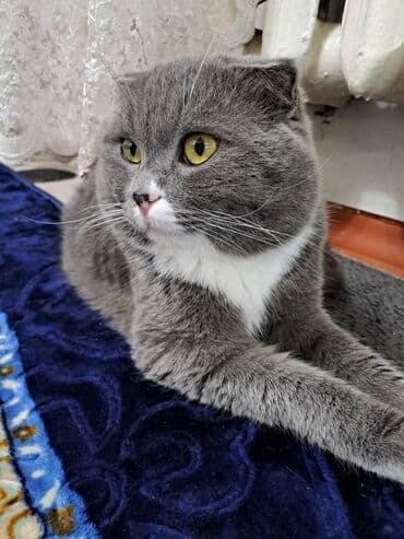 продать кошку: Кошка даром: Скотиш Фолд (Шотландская вислоухая), Девочка, Приучена к лотку — 13