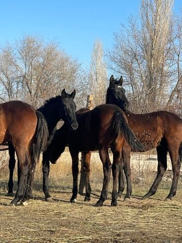 в связи с переездом отдам попугая жако в добрые руки: Продаю | Жеребец | Для разведения — 7
