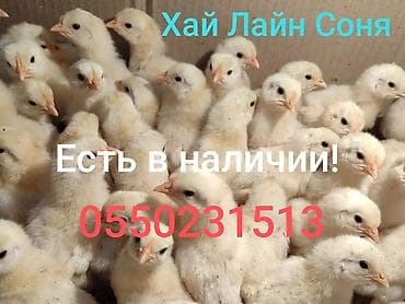 кой токмок: Сатам | Балапандар | Хай-Лайн Соня Грей | Жумуртка туудуруу үчүн — 1