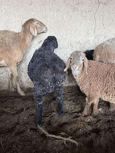 А/ч жаныбарлары үчүн тоюттар: Сатам | Кочкор (эркек) — 3